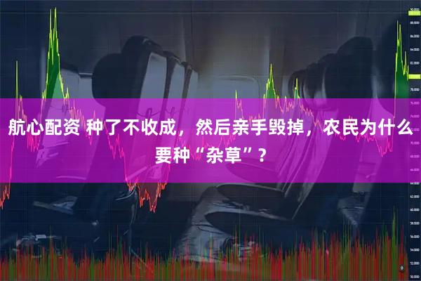 航心配资 种了不收成，然后亲手毁掉，农民为什么要种“杂草”？